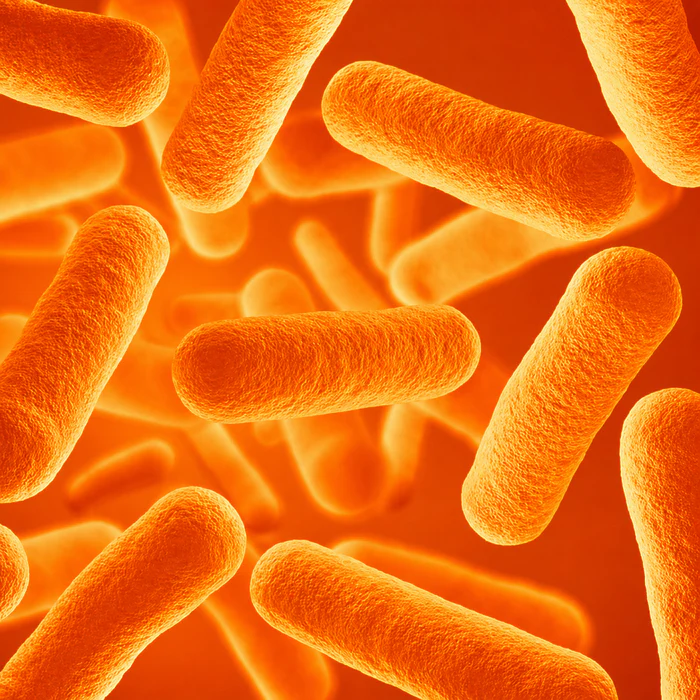 Probiotics 1 Billion CFU